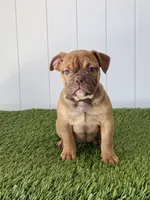 Millie, a female Olde English Bulldogge for sale in Lagrange, IN – Photo 3 of 6