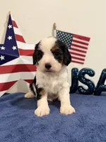 Yankee, a male Cavapoo for sale in Lagrange, IN – 2 of 7