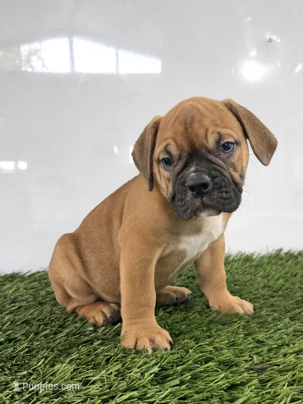 Max – Olde English Bulldogge puppy for sale in Lagrange, IN
