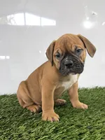 Max, a male Olde English Bulldogge for sale in Lagrange, IN – 1 of 5