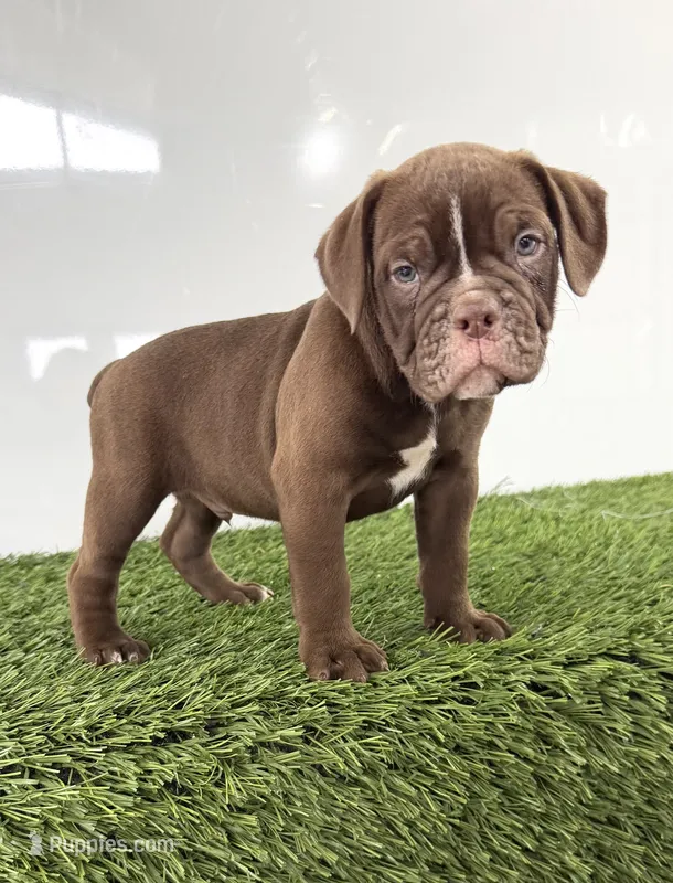 Charlie – Olde English Bulldogge puppy for sale in Lagrange, IN