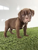 Charlie, a male Olde English Bulldogge for sale in Lagrange, IN – 1 of 5