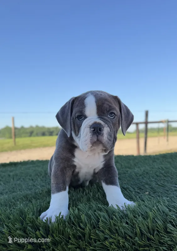 Willow  – Olde English Bulldogge puppy for sale in Lagrange, IN