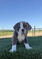 Willow , a female Olde English Bulldogge for sale in Lagrange, IN – 1 of 5