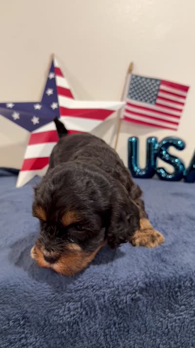 Boomer, a male Cavapoo for sale in Lagrange, IN – 5 of 5