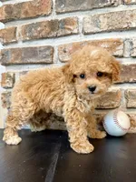 Slugger Toy F1, a male Cavapoo for sale in Lagrange, IN – 6 of 7
