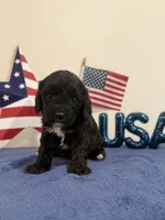 Rocket, a male Cavapoo for sale in Lagrange, IN – 3 of 5