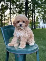  Toy F1 Teddy, a male Cavapoo for sale in Lagrange, IN – 3 of 5