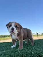 Milo, a male Olde English Bulldogge for sale in Lagrange, IN – 3 of 5