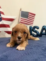 Patriot , a male Cavapoo for sale in Lagrange, IN – 1 of 5