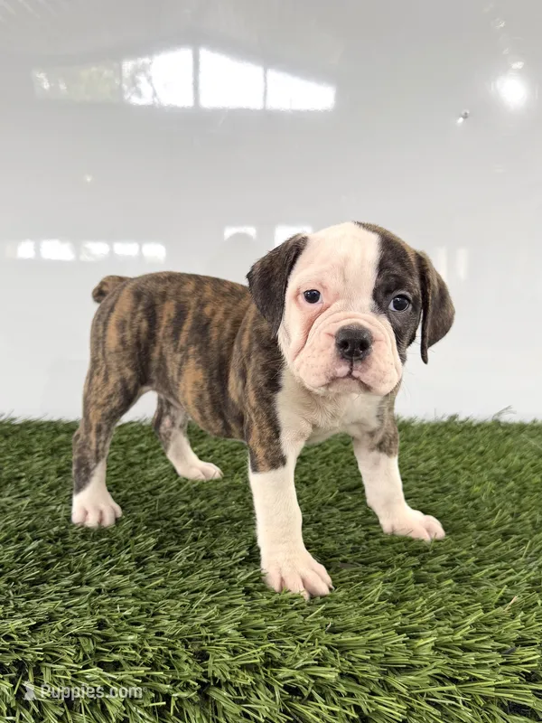 Molly – Olde English Bulldogge puppy for sale in Lagrange, IN