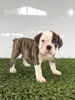 Molly, a female Olde English Bulldogge for sale in Lagrange, IN – 1 of 5