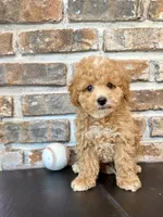 Rookie, a male Cavapoo for sale in Lagrange, IN – 2 of 7