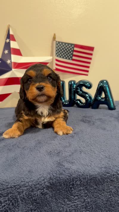 Freedom, a male Cavapoo for sale in Lagrange, IN – 6 of 6