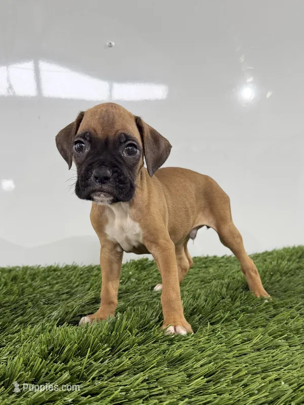 Mac – Boxer puppy for sale in Lagrange, IN