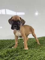 Mac, a male Boxer for sale in Lagrange, IN – 1 of 5
