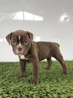 Chole, a female Olde English Bulldogge for sale in Lagrange, IN – 4 of 5