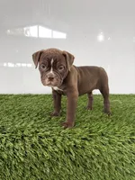 Chole, a female Olde English Bulldogge for sale in Lagrange, IN – 3 of 5