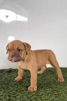 Nancy, a female Olde English Bulldogge for sale in Lagrange, IN – 2 of 5