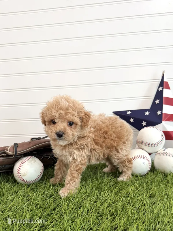 Slugger – Cavapoo puppy for sale in Lagrange, IN