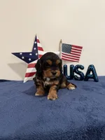 Freedom, a male Cavapoo for sale in Lagrange, IN – 5 of 6
