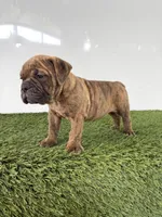 Bubba, a female Olde English Bulldogge for sale in Lagrange, IN – 4 of 6