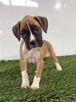 Maci, a female Boxer for sale in Lagrange, IN – 3 of 5