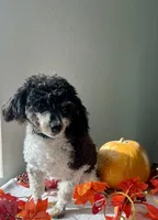 Jewel, a female Havapoo for sale in Lagrange, IN – Photo 4 of 5