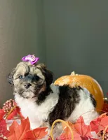 Jewel, a female Havapoo for sale in Lagrange, IN – Photo 2 of 5