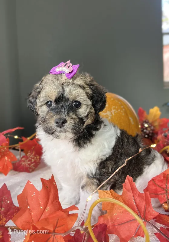 Jewel, a female Havapoo for sale in Lagrange, IN – Photo 1 of 5