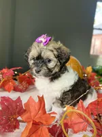 Jewel, a female Havapoo for sale in Lagrange, IN – Photo 3 of 5