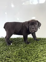 Lani, a female Olde English Bulldogge for sale in Lagrange, IN – 2 of 5