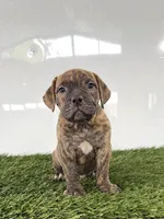 Lucy, a female Olde English Bulldogge for sale in Lagrange, IN – 2 of 5