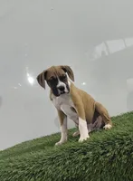 Jax, a male Boxer for sale in Lagrange, IN – 2 of 3