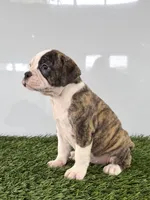 Molly, a female Olde English Bulldogge for sale in Lagrange, IN – 3 of 5