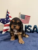 Freedom, a male Cavapoo for sale in Lagrange, IN – 4 of 6