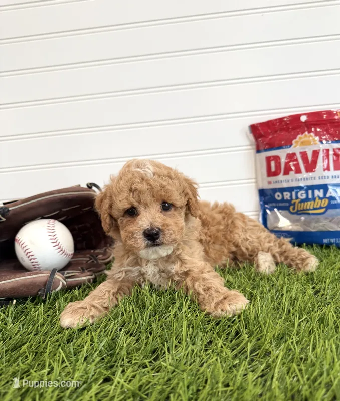 Rookie – Cavapoo puppy for sale in Lagrange, IN