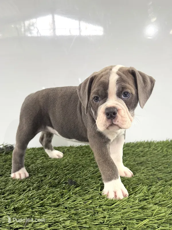Liv – Olde English Bulldogge puppy for sale in Lagrange, IN