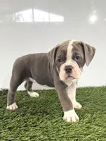 Liv, a female Olde English Bulldogge for sale in Lagrange, IN – 1 of 5