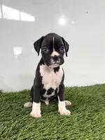 Murphy, a male Boxer for sale in Lagrange, IN – 2 of 5