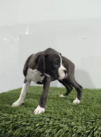 Jana, a female Boxer for sale in Lagrange, IN – 2 of 4