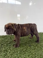 Laken, a female Olde English Bulldogge for sale in Lagrange, IN – 3 of 5