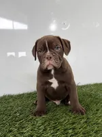 Charlie, a male Olde English Bulldogge for sale in Lagrange, IN – 4 of 5