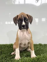 Maci, a female Boxer for sale in Lagrange, IN – 4 of 5