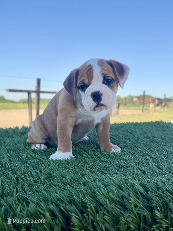 Sadie – Olde English Bulldogge puppy for sale in Lagrange, IN
