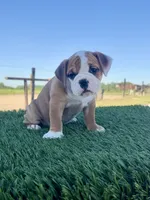 Sadie, a female Olde English Bulldogge for sale in Lagrange, IN – 1 of 5