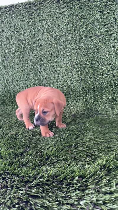 Nicole, a female Olde English Bulldogge for sale in Lagrange, IN – 5 of 5