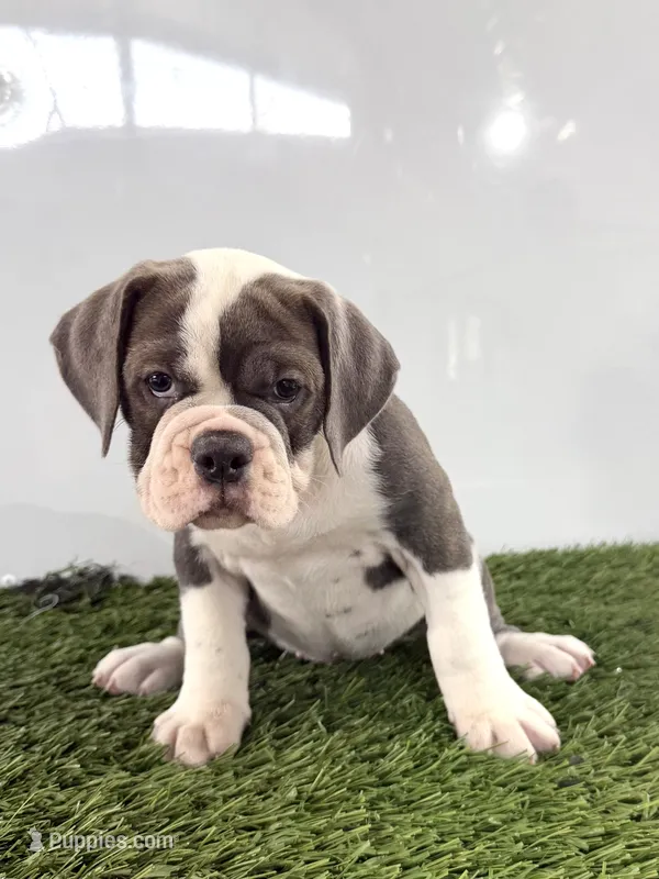 Leah – Olde English Bulldogge puppy for sale in Lagrange, IN