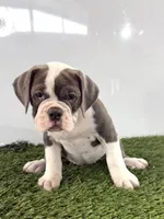 Leah, a female Olde English Bulldogge for sale in Lagrange, IN – 1 of 5