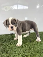 Leah, a female Olde English Bulldogge for sale in Lagrange, IN – 3 of 5